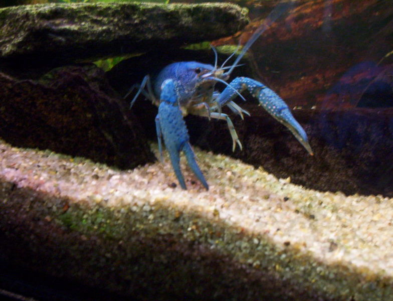 Idool globaal interview Blauwe kreeft - Procambarus alleni - aquariumvissen.net