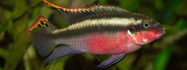 Pelvicachromis pulcher - Kersenbuikcichlide