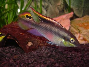 Pelvicachromis pulcher - Kersenbuikcichlide